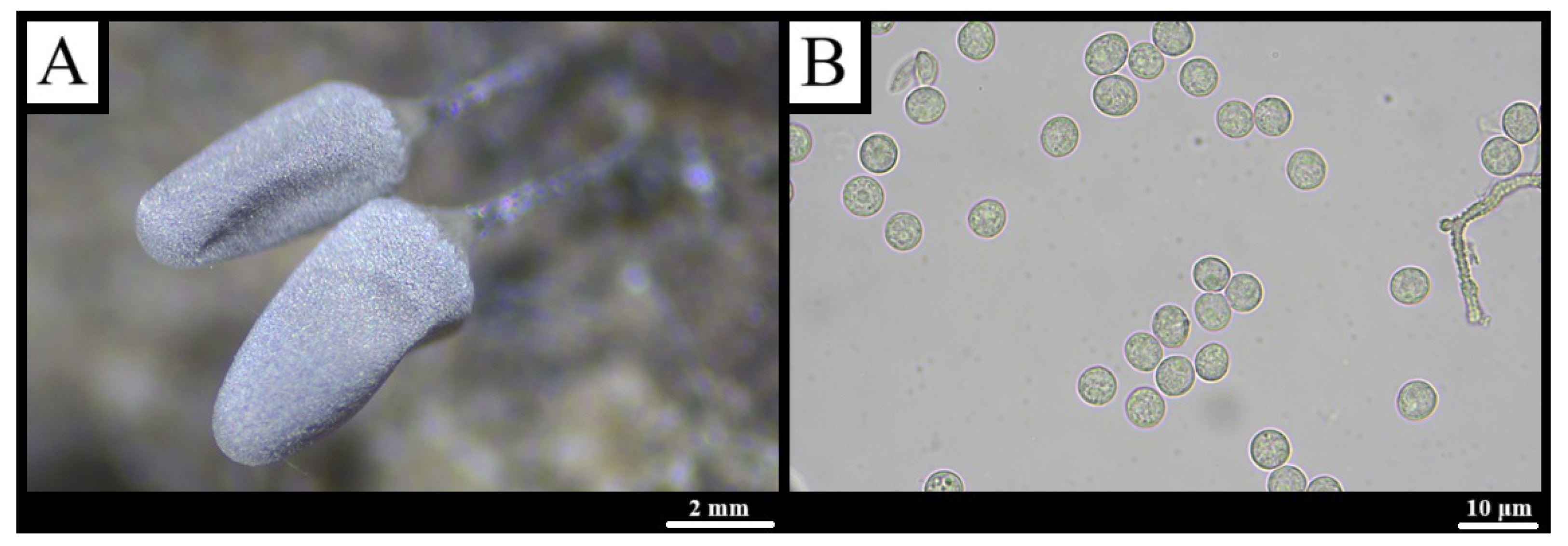 Forests 16 01259 g003