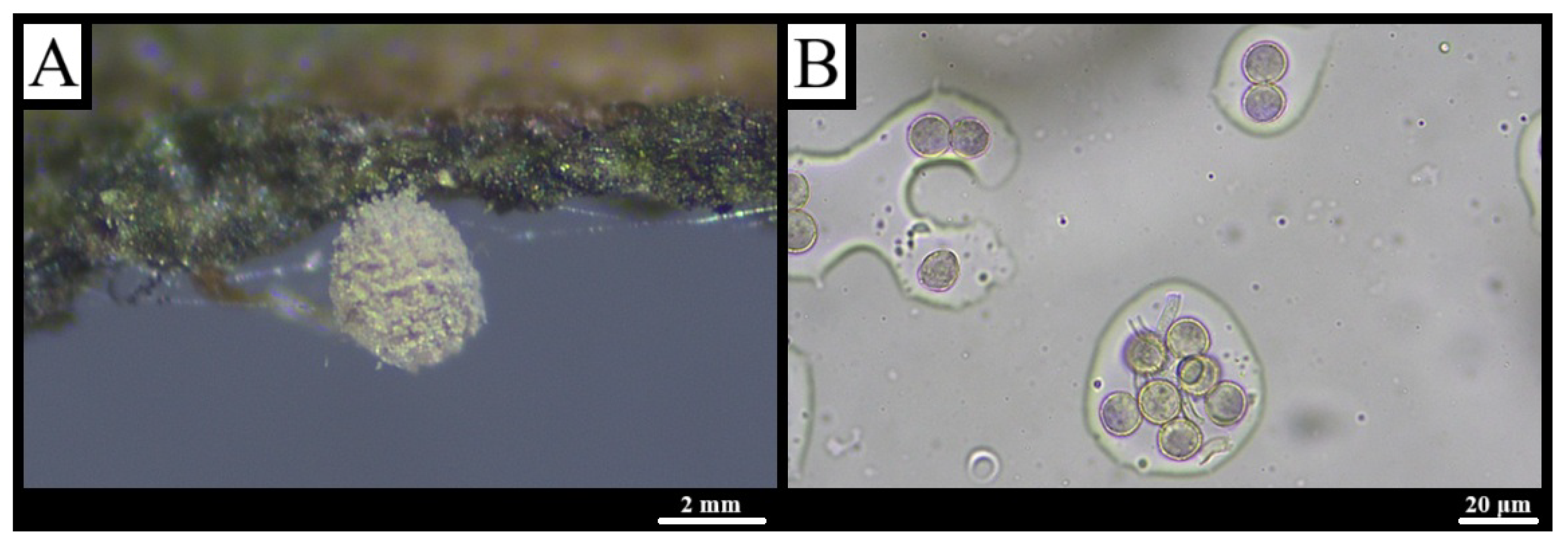 Forests 16 01259 g004