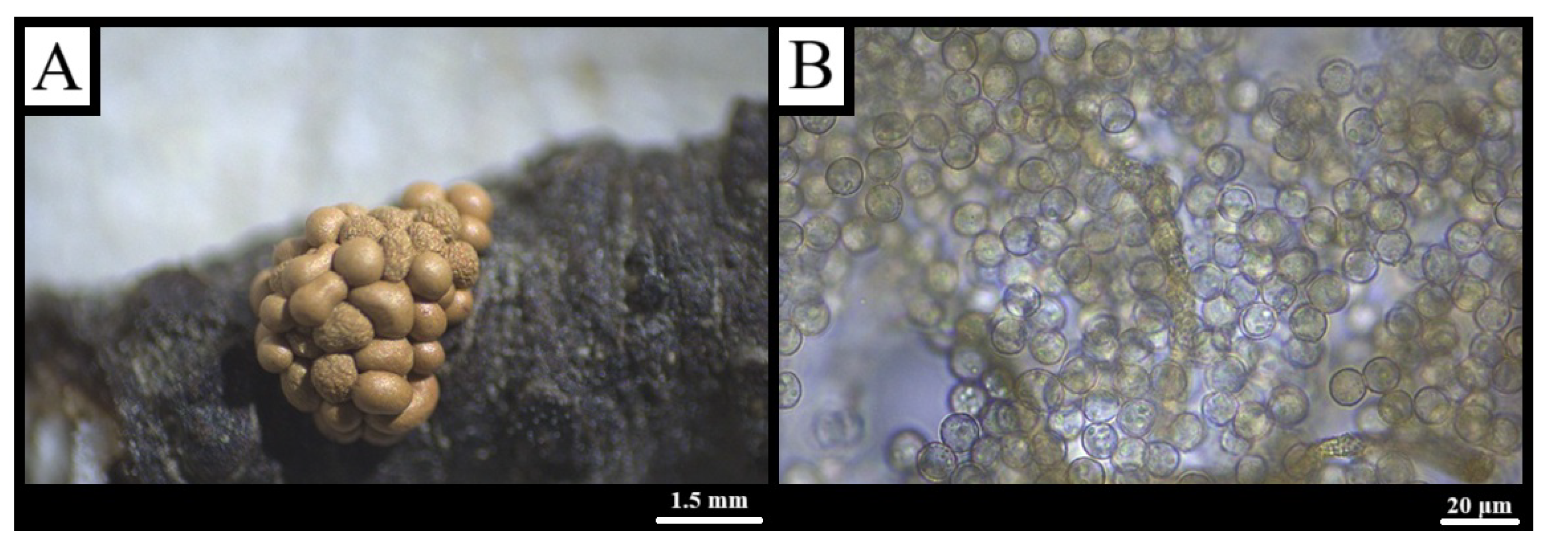 Forests 16 01259 g006