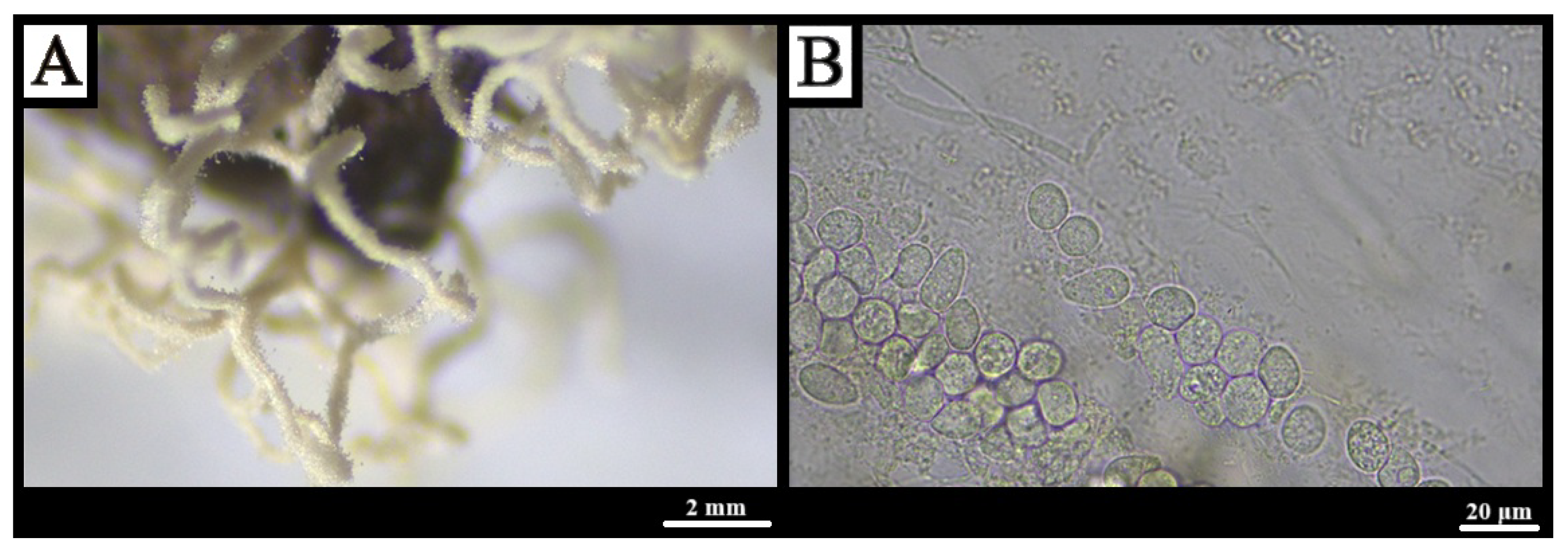 Forests 16 01259 g007