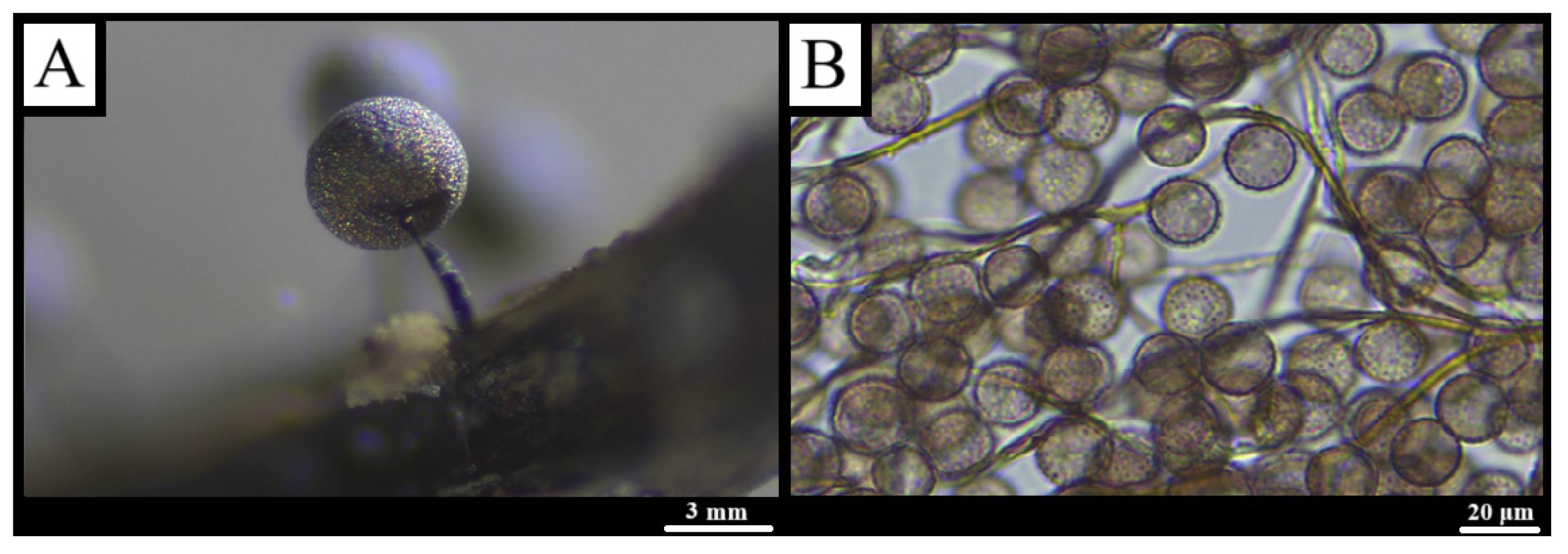 Forests 16 01259 g011