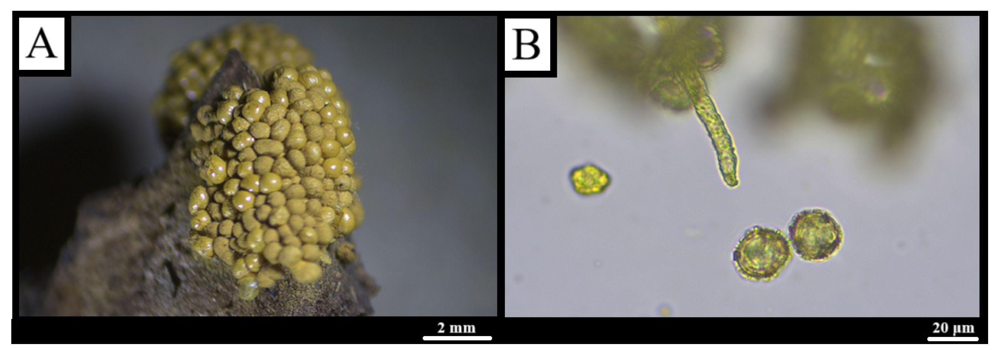 Forests 16 01259 g013