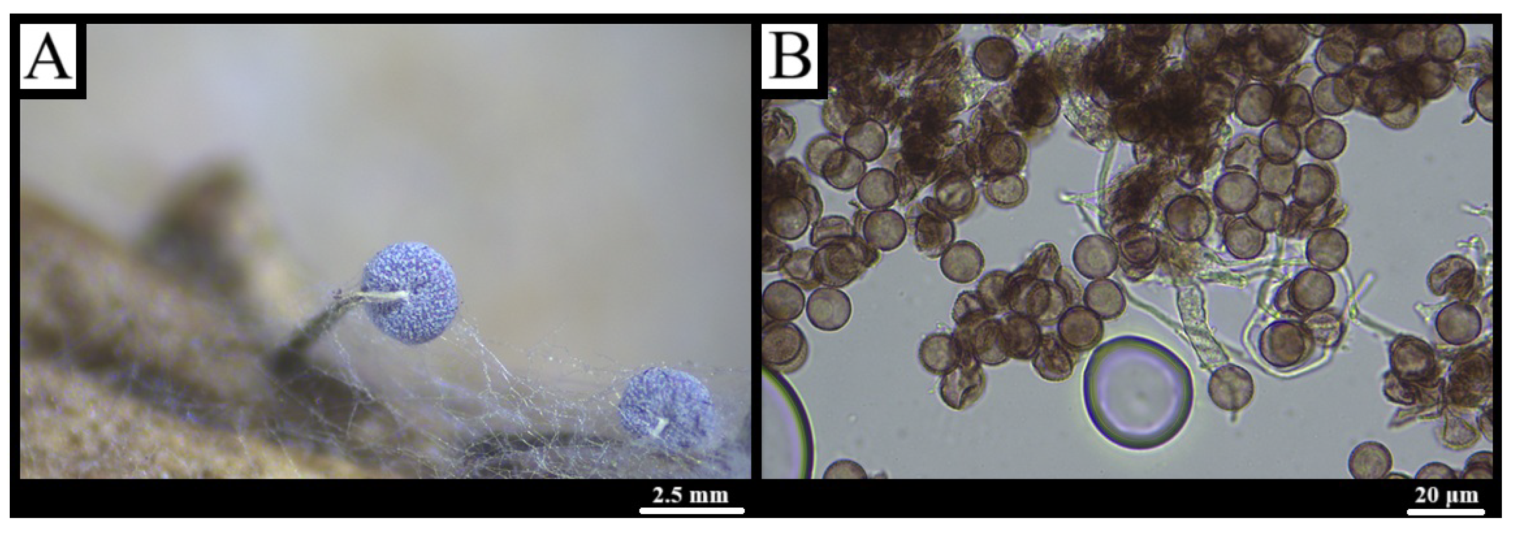Forests 16 01259 g015