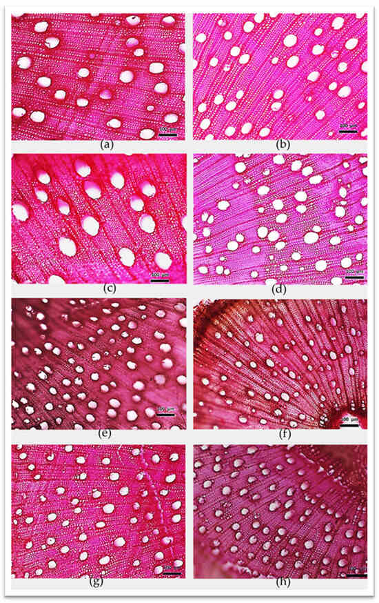 Forests 16 01267 g0a1