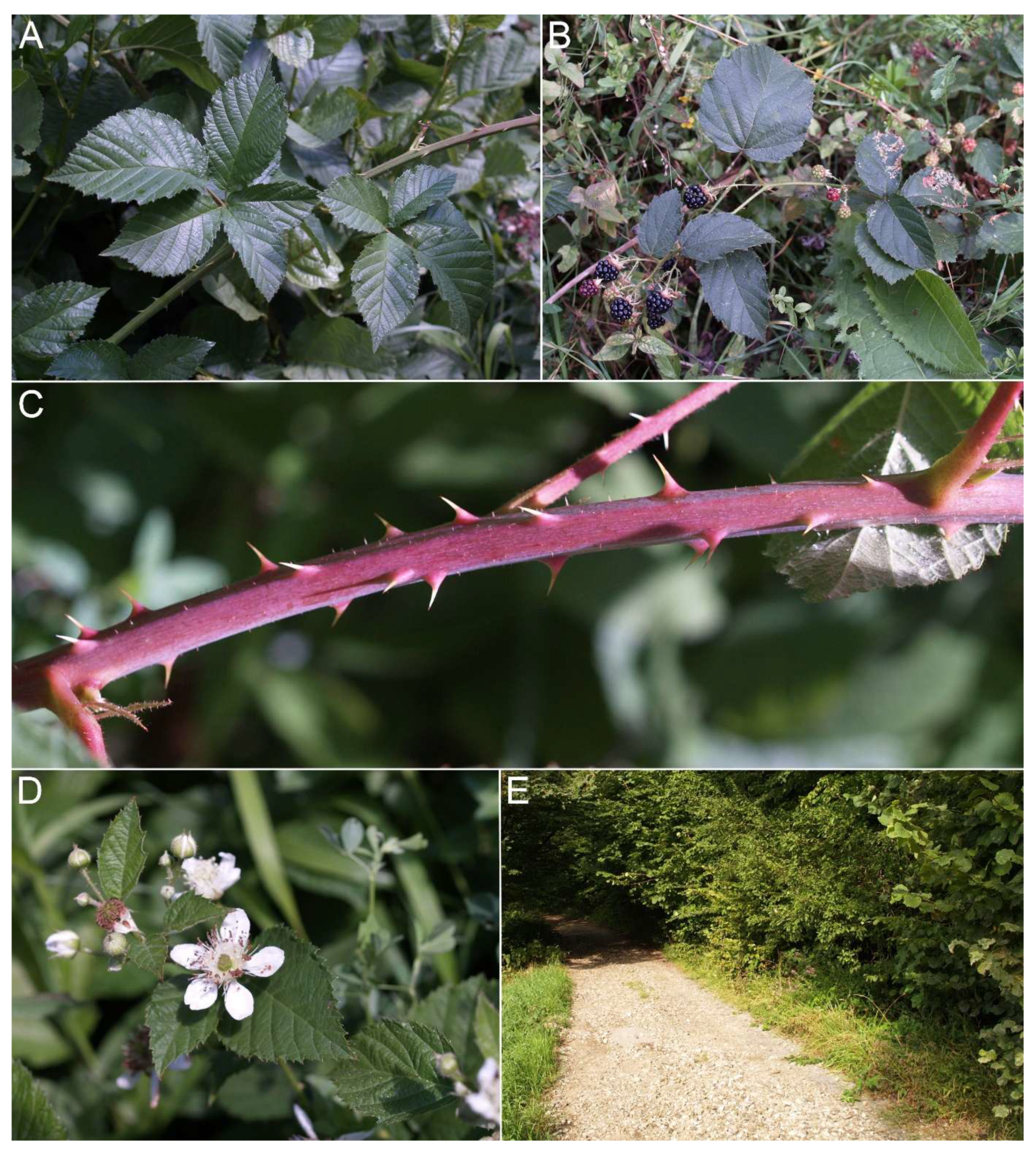 Forests 16 01286 g003