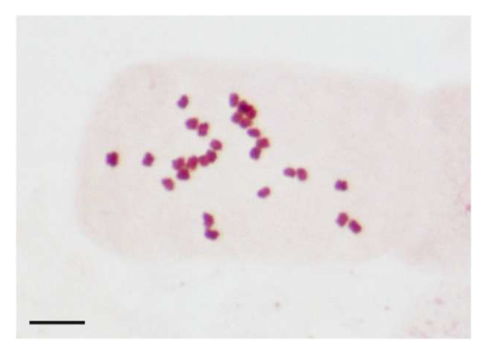 Forests 16 01286 g004