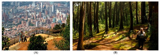 Forests 16 01310 g003