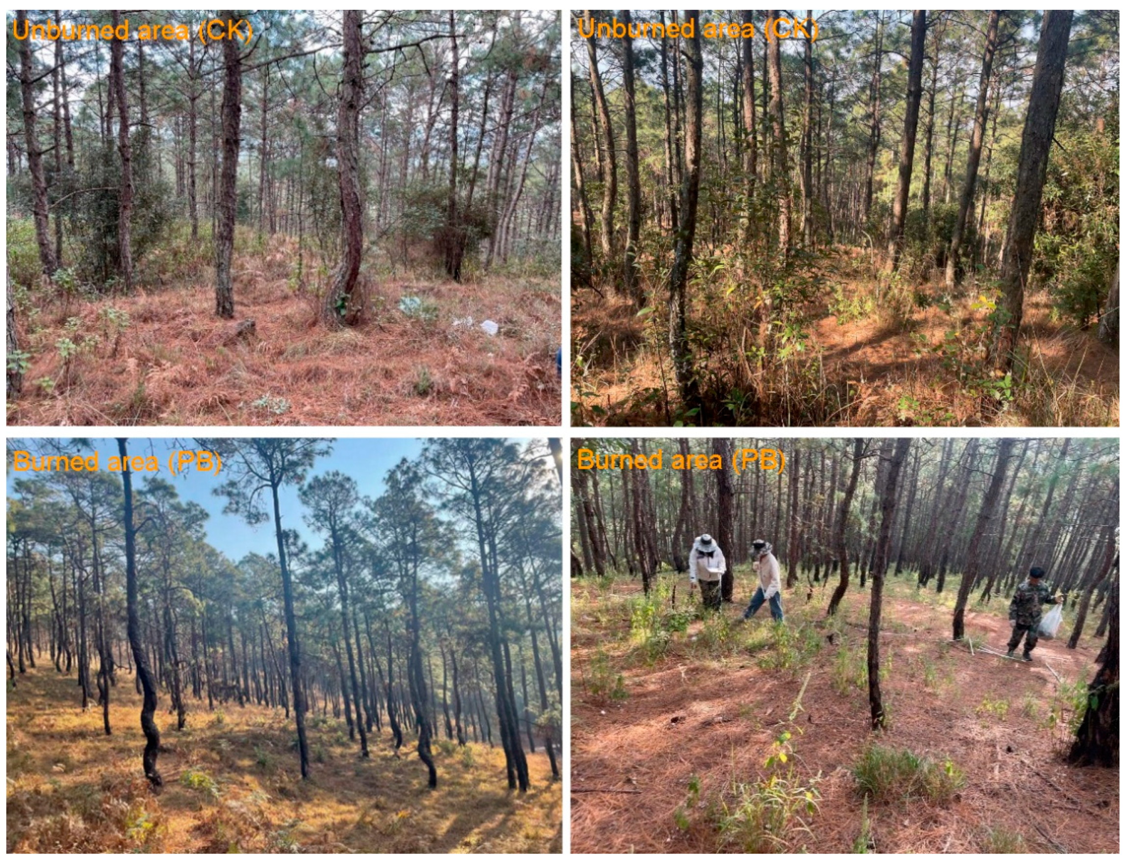 Forests 16 01312 g002 Forests 16 01312 g002