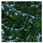 Forests 16 01342 i002