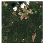 Forests 16 01342 i005