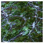 Forests 16 01342 i012