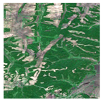 Forests 16 01342 i013