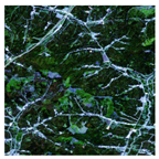 Forests 16 01342 i022