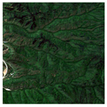 Forests 16 01342 i039