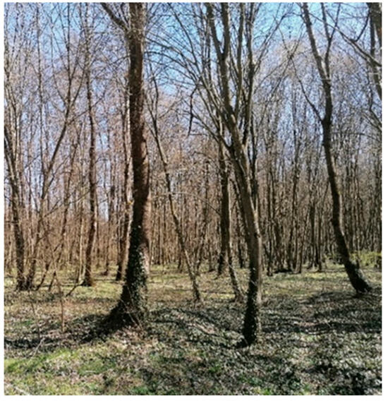 Forests 16 01369 g0a1