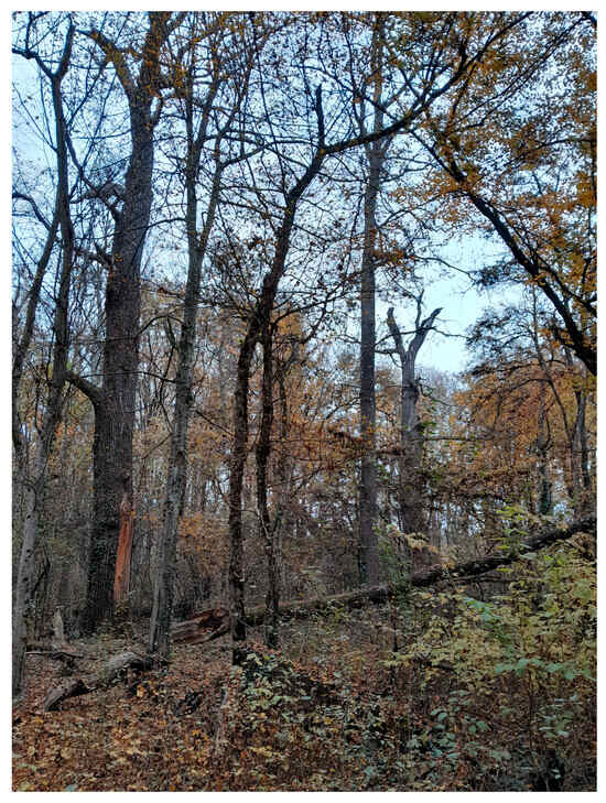 Forests 16 01369 g0a2