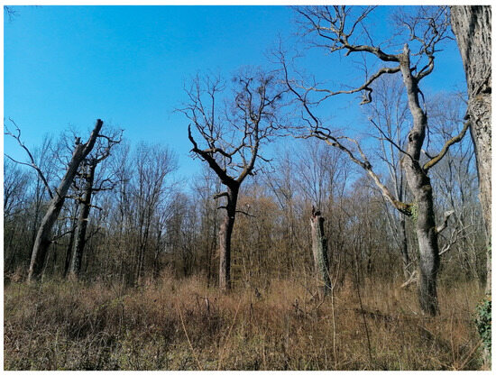 Forests 16 01369 g0a3