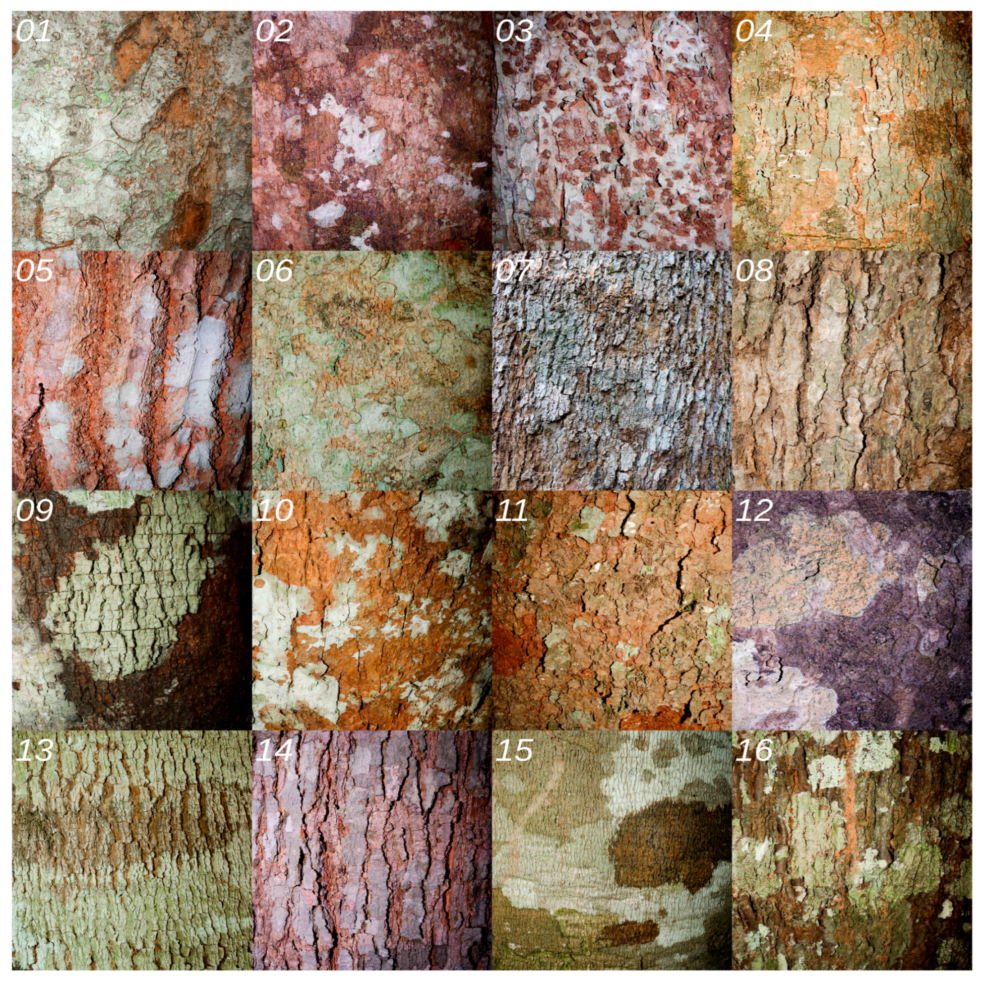 Forests 16 01374 g004 Forests 16 01374 g004