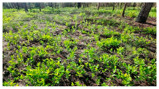 Forests 16 01385 g006