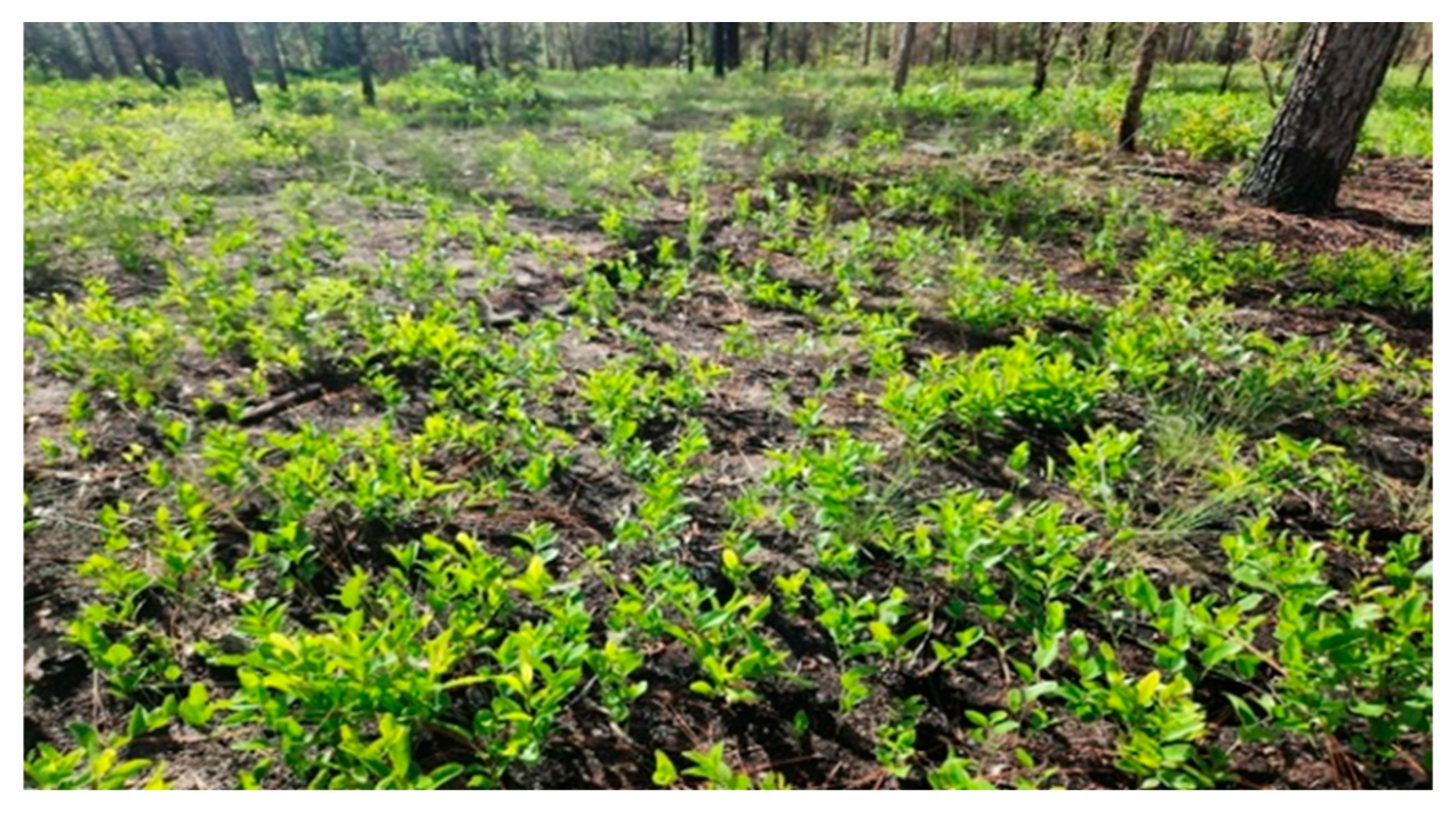 Forests 16 01385 g006 Forests 16 01385 g006