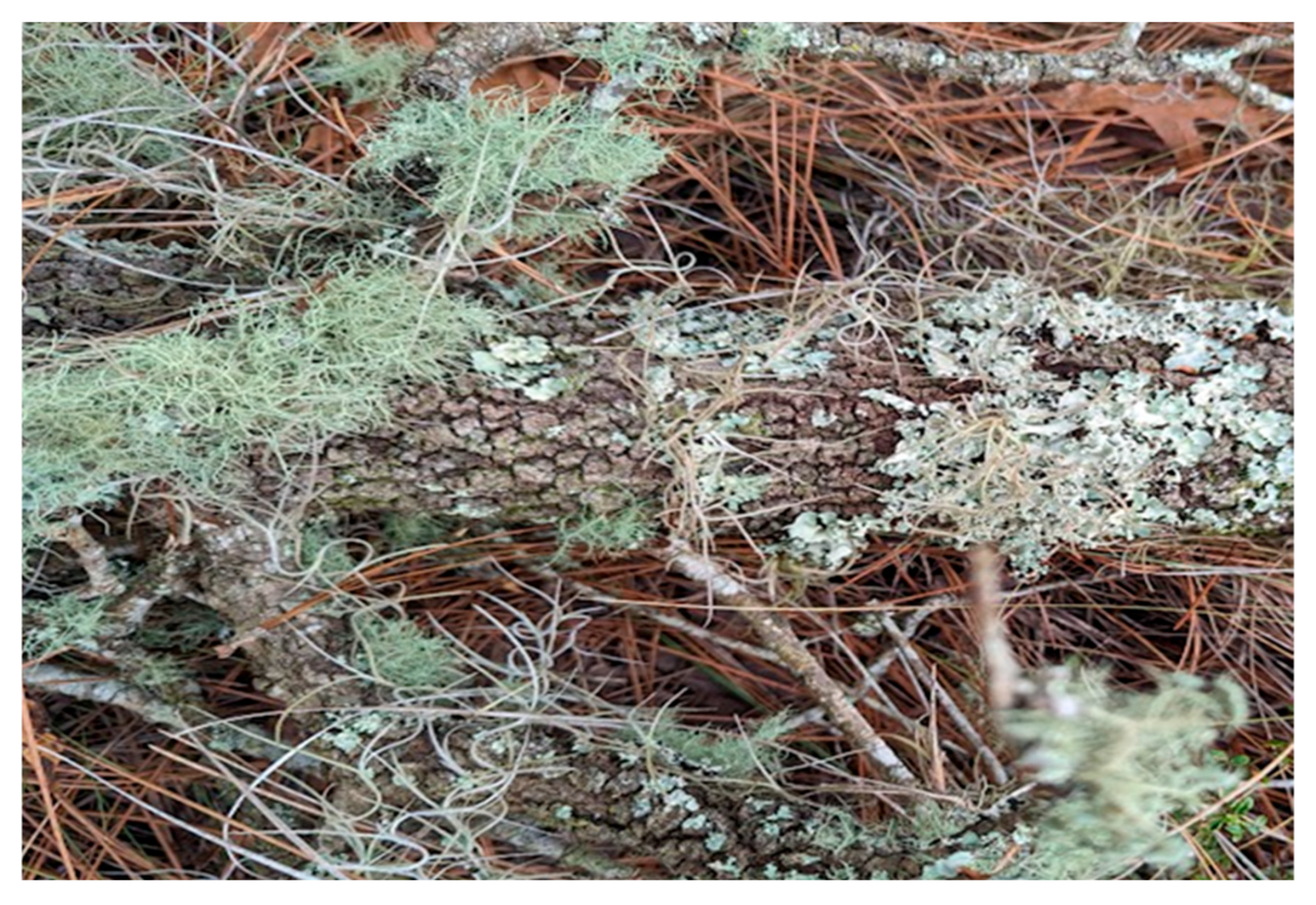 Forests 16 01385 g007 Forests 16 01385 g007