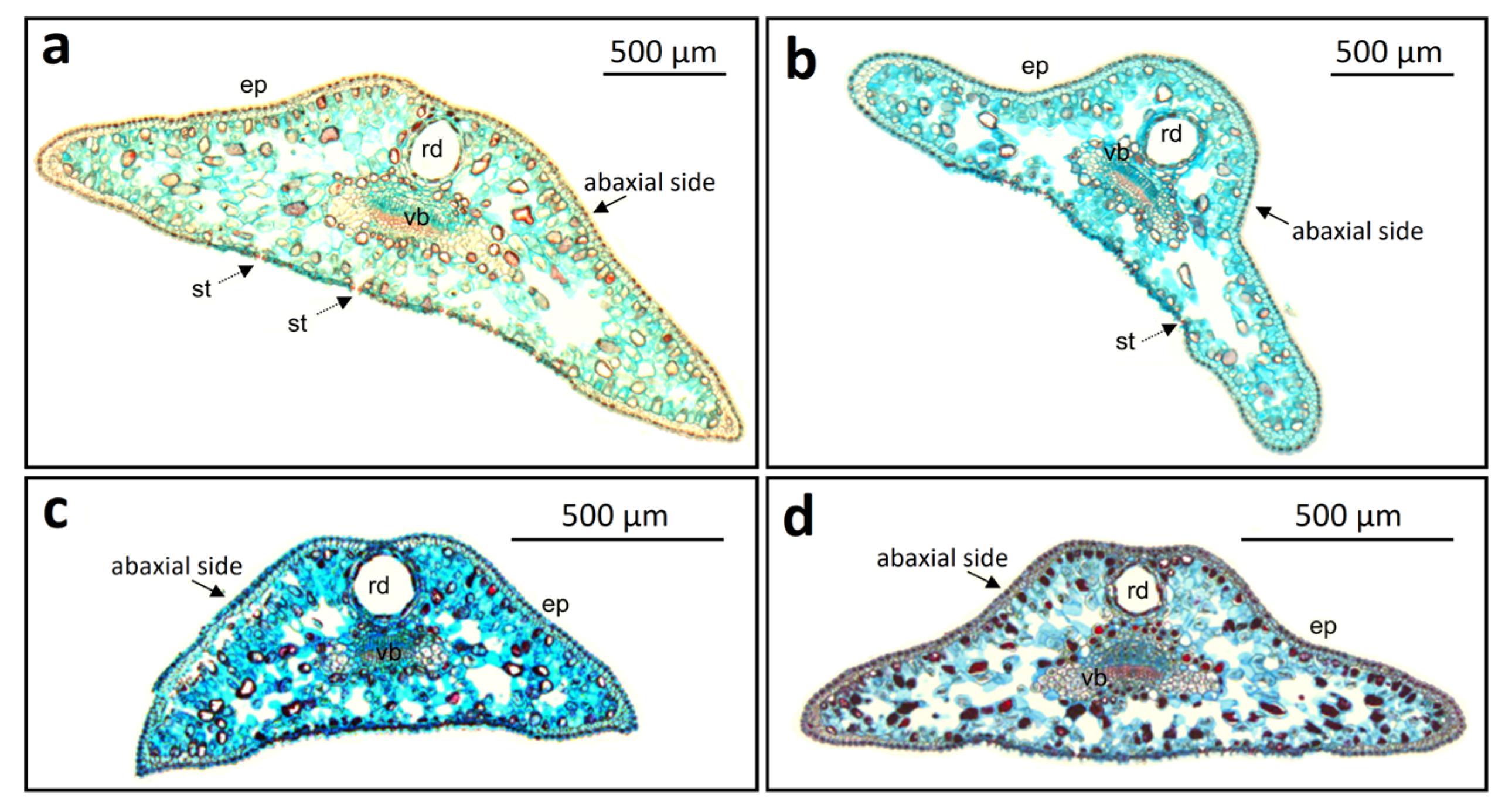Forests 16 01406 g002 Forests 16 01406 g002