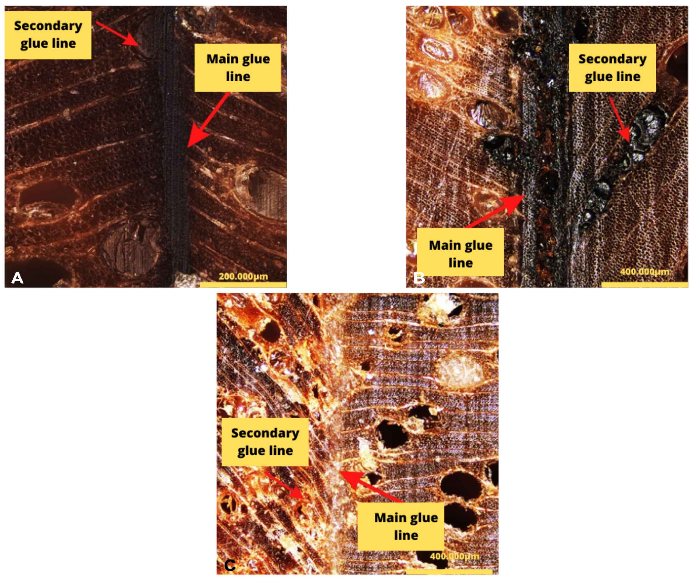 Forests 16 01421 g006