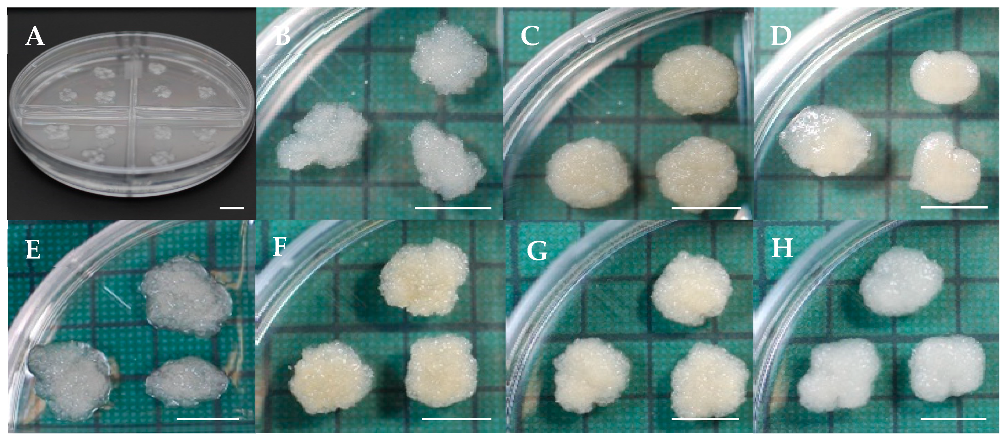 Forests 16 01431 g001