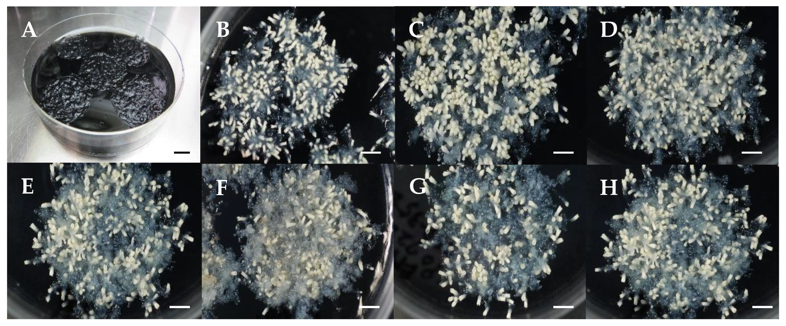 Forests 16 01431 g003