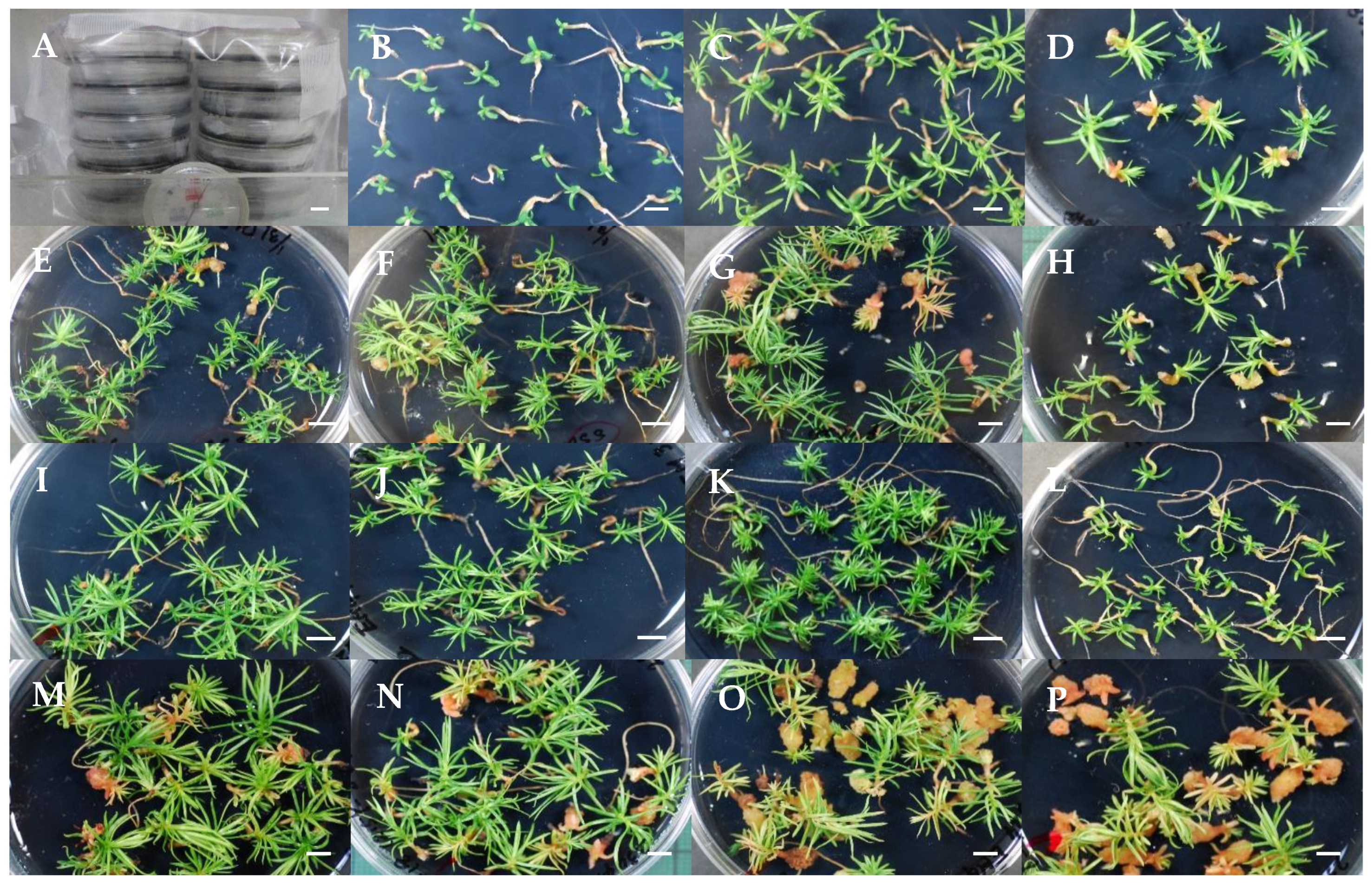 Forests 16 01431 g007