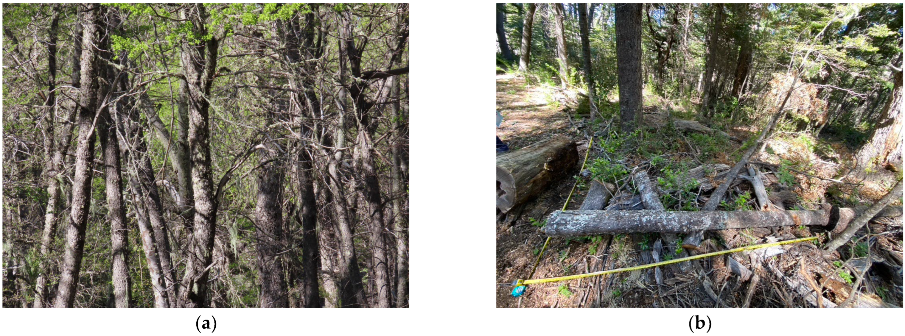 Forests 16 01456 g001