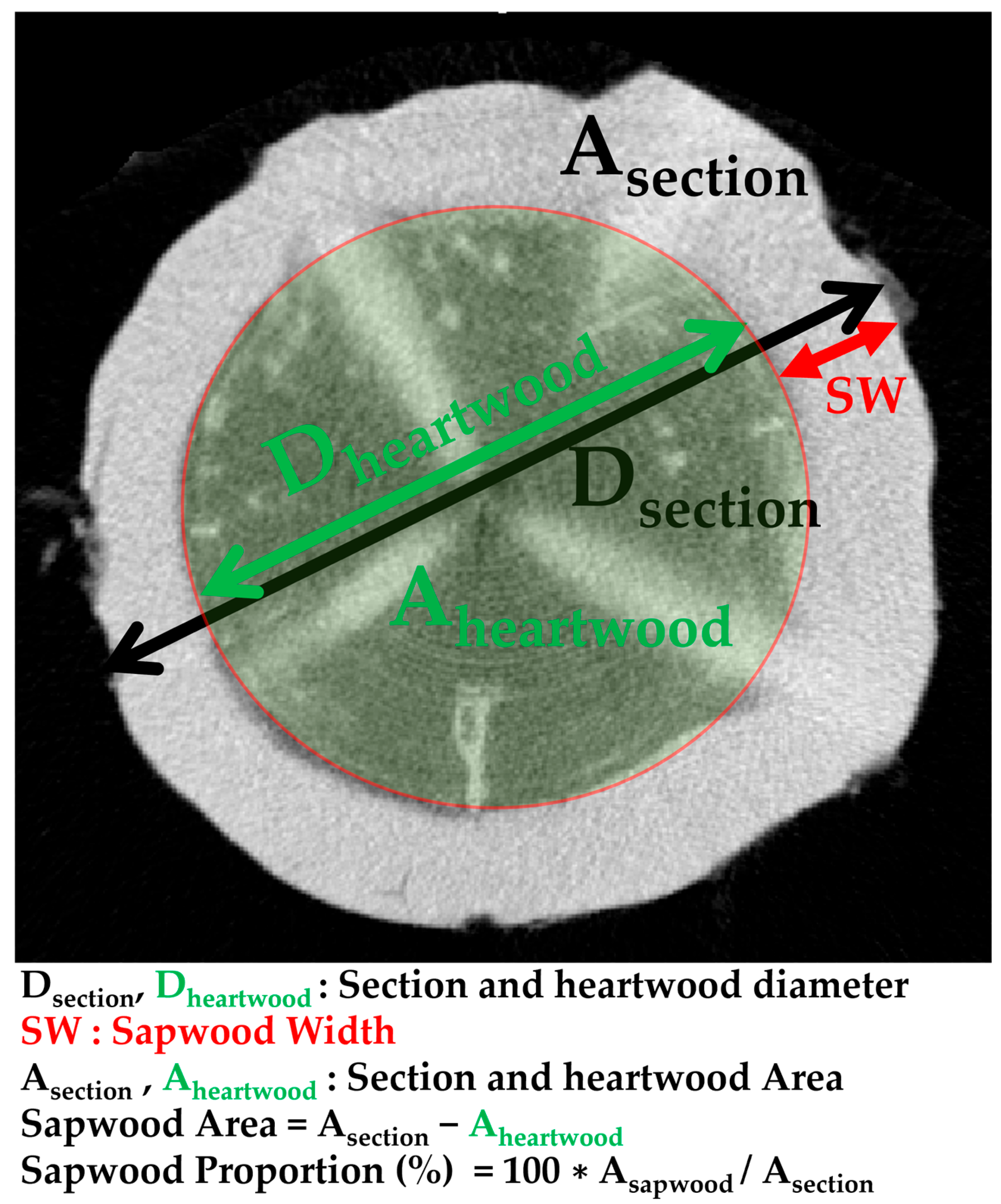 Forests 16 01457 g003