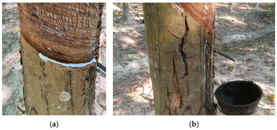 Forests 16 01477 g001