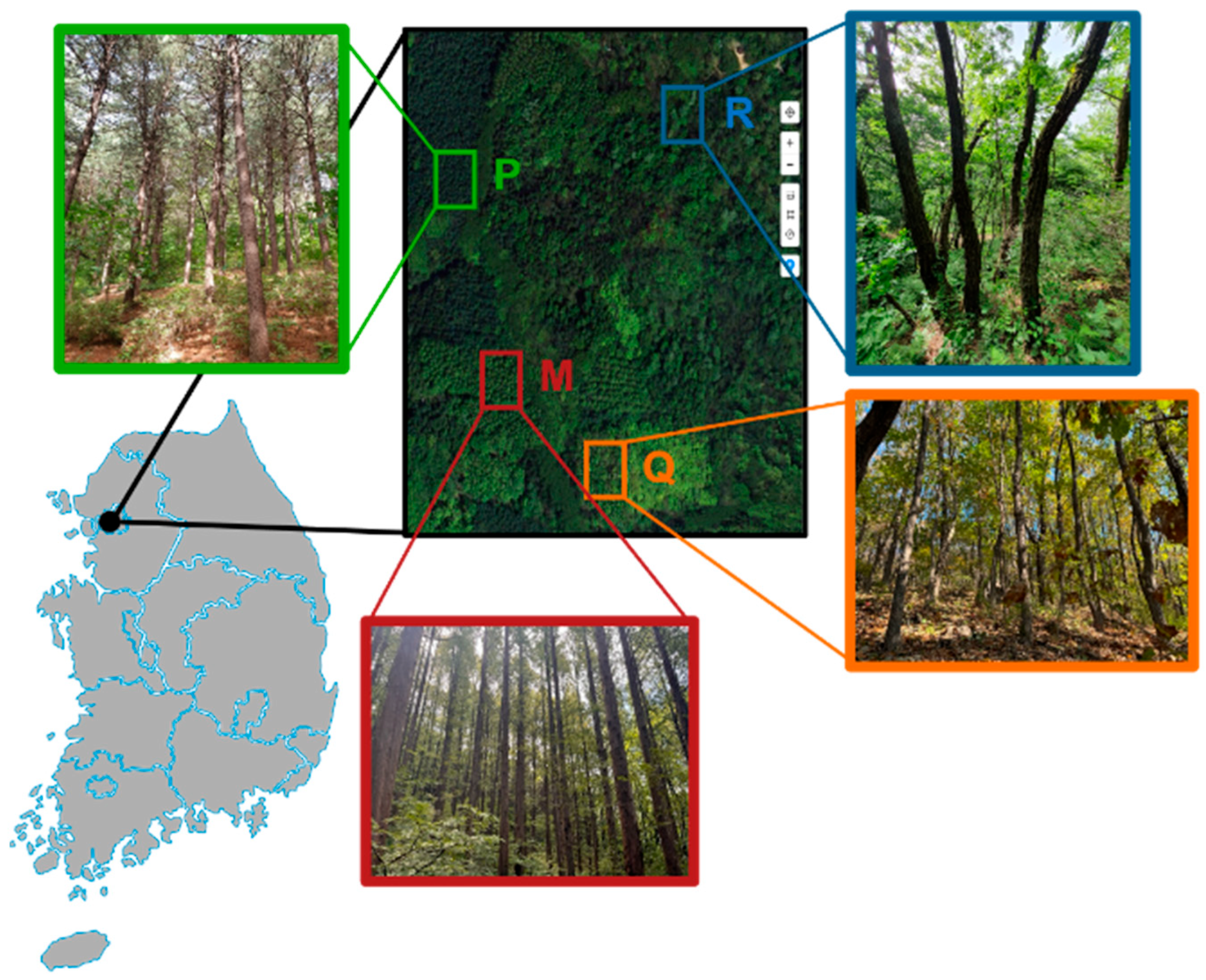 Forests 16 01513 g001 Forests 16 01513 g001