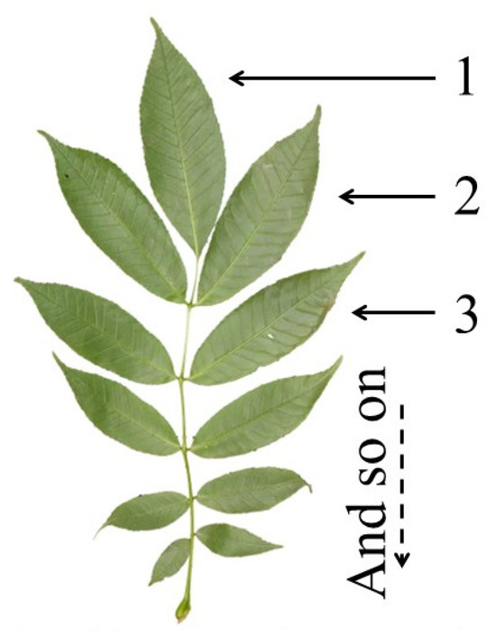 Forests 16 01624 g0a1