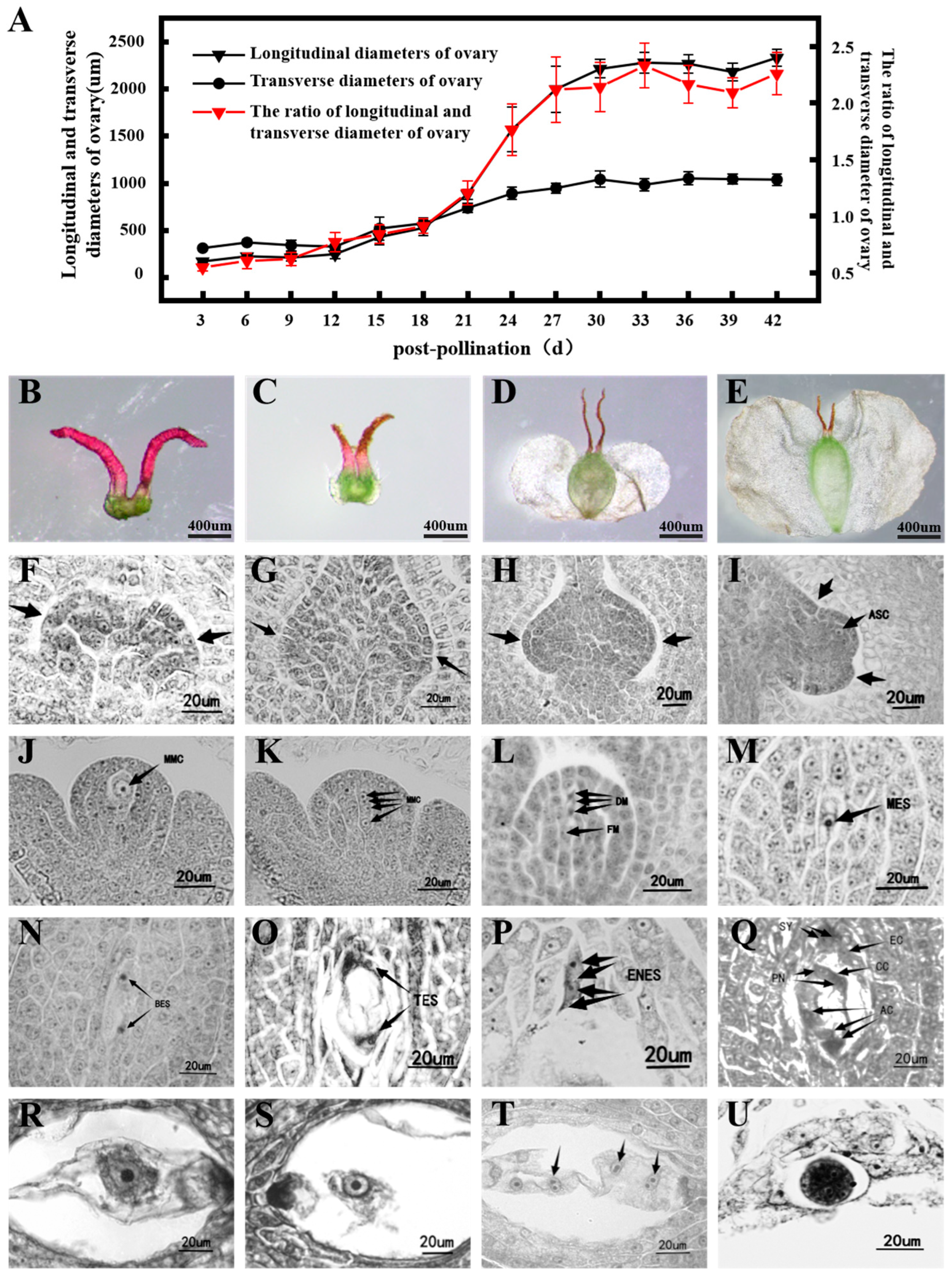 Forests 16 01667 g001