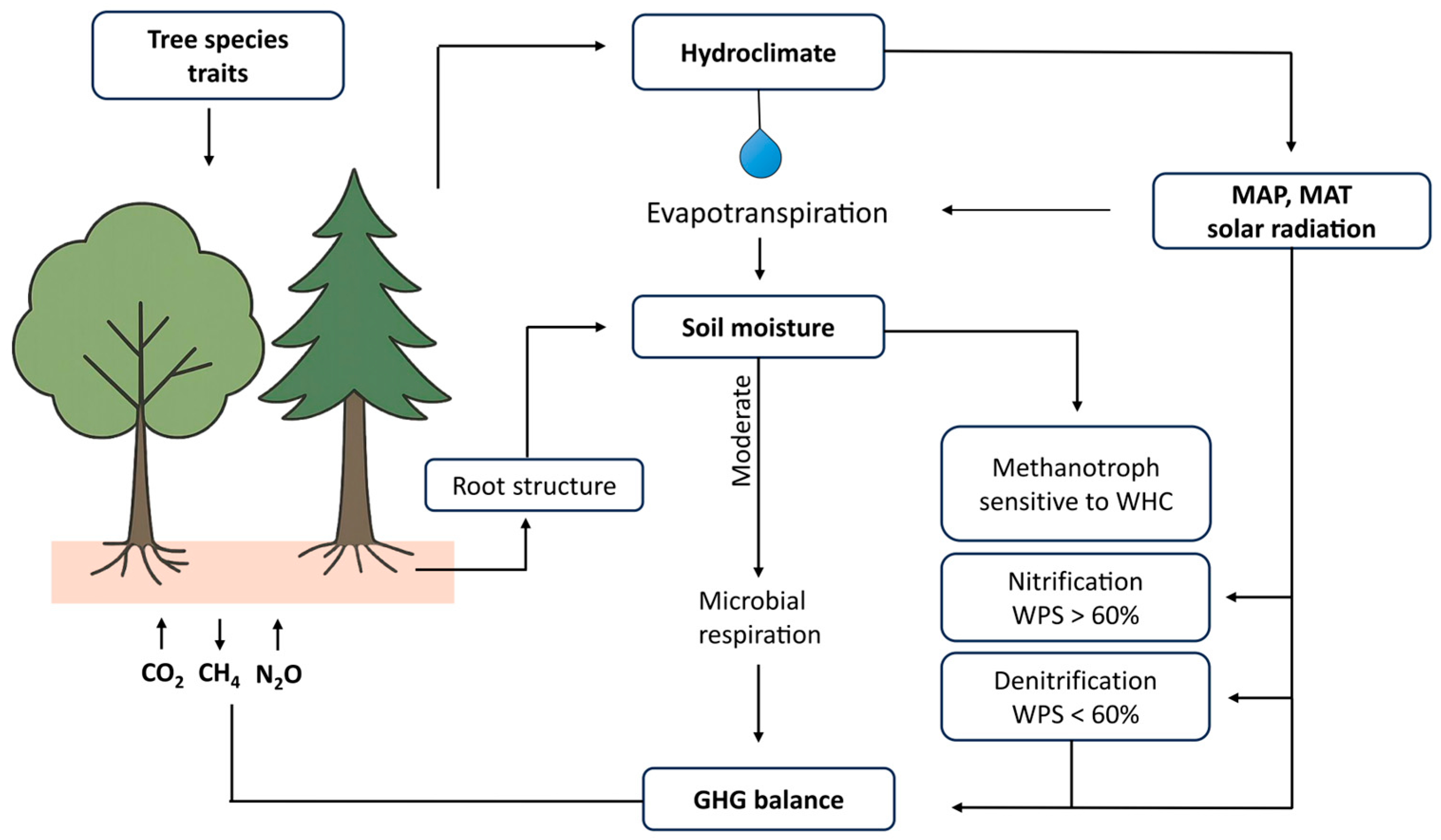 Forests 16 01723 g002
