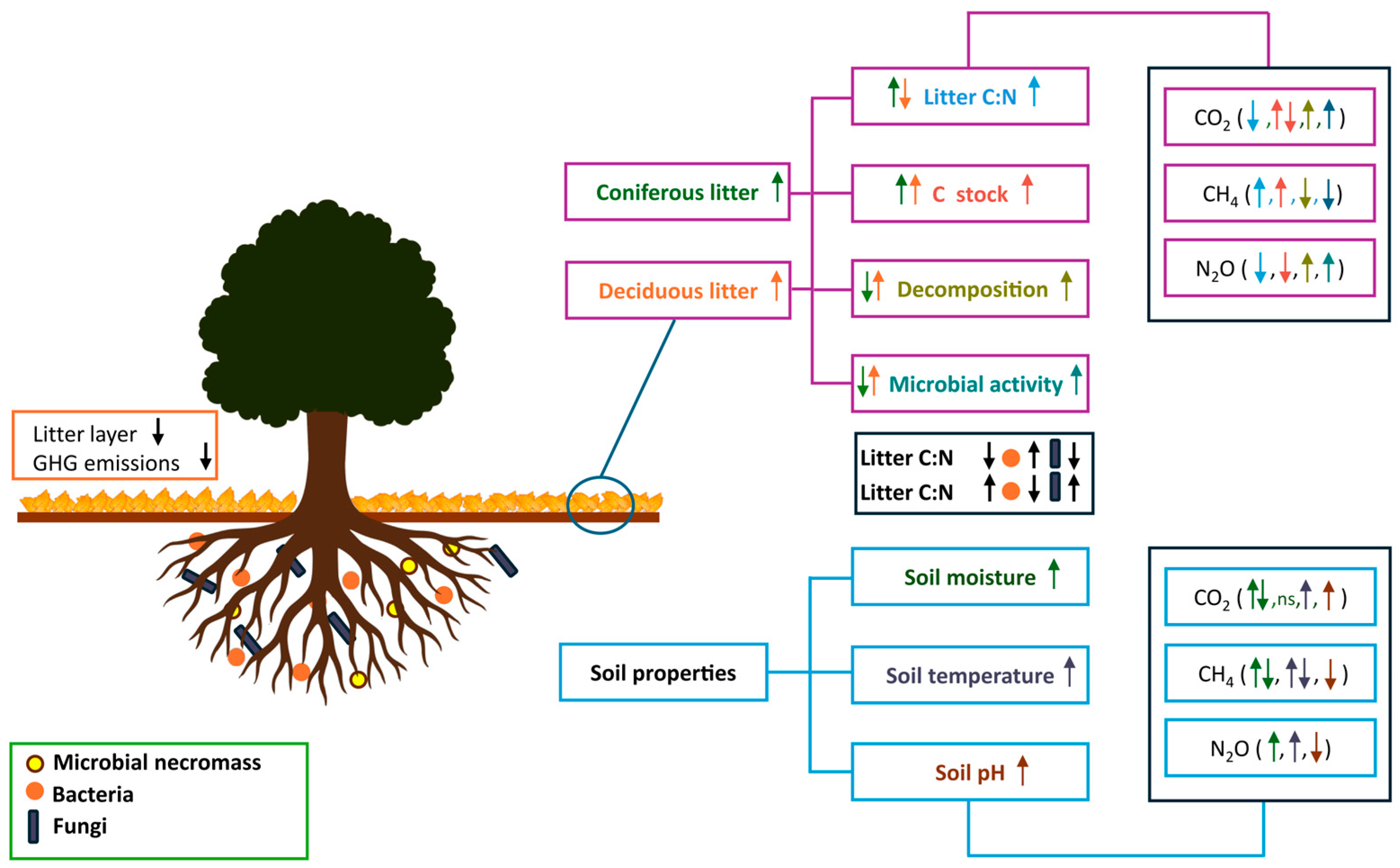 Forests 16 01723 g004