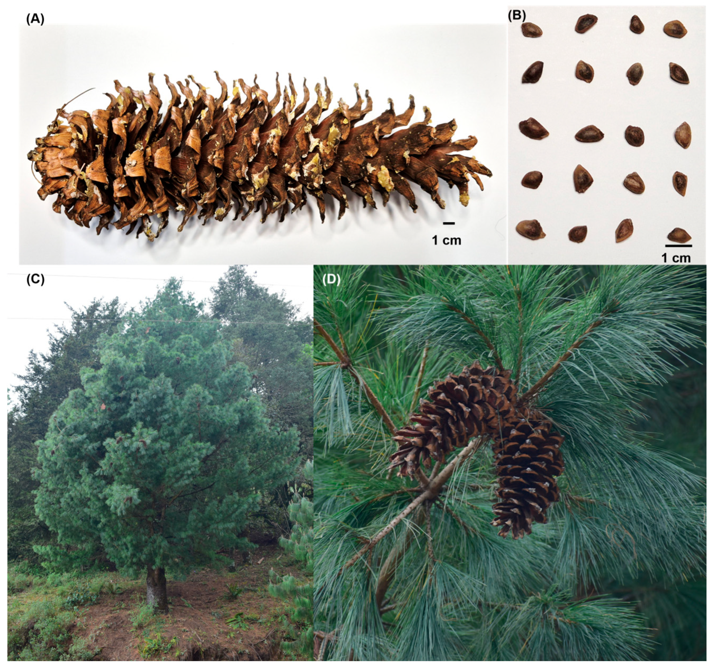 Forests 16 01833 g002