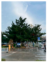 Forests 16 01841 i001 Forests 16 01841 i001