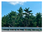 Forests 16 01841 i004 Forests 16 01841 i004