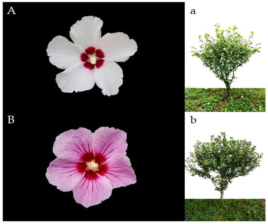 Forests 16 01845 g0a1