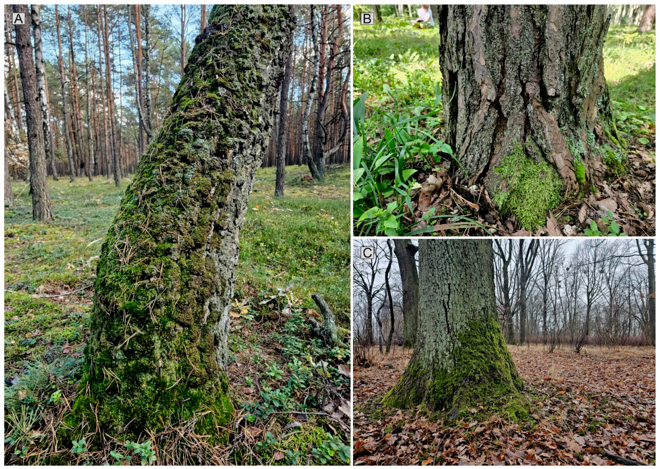 Forests 17 00066 g006 Forests 17 00066 g006