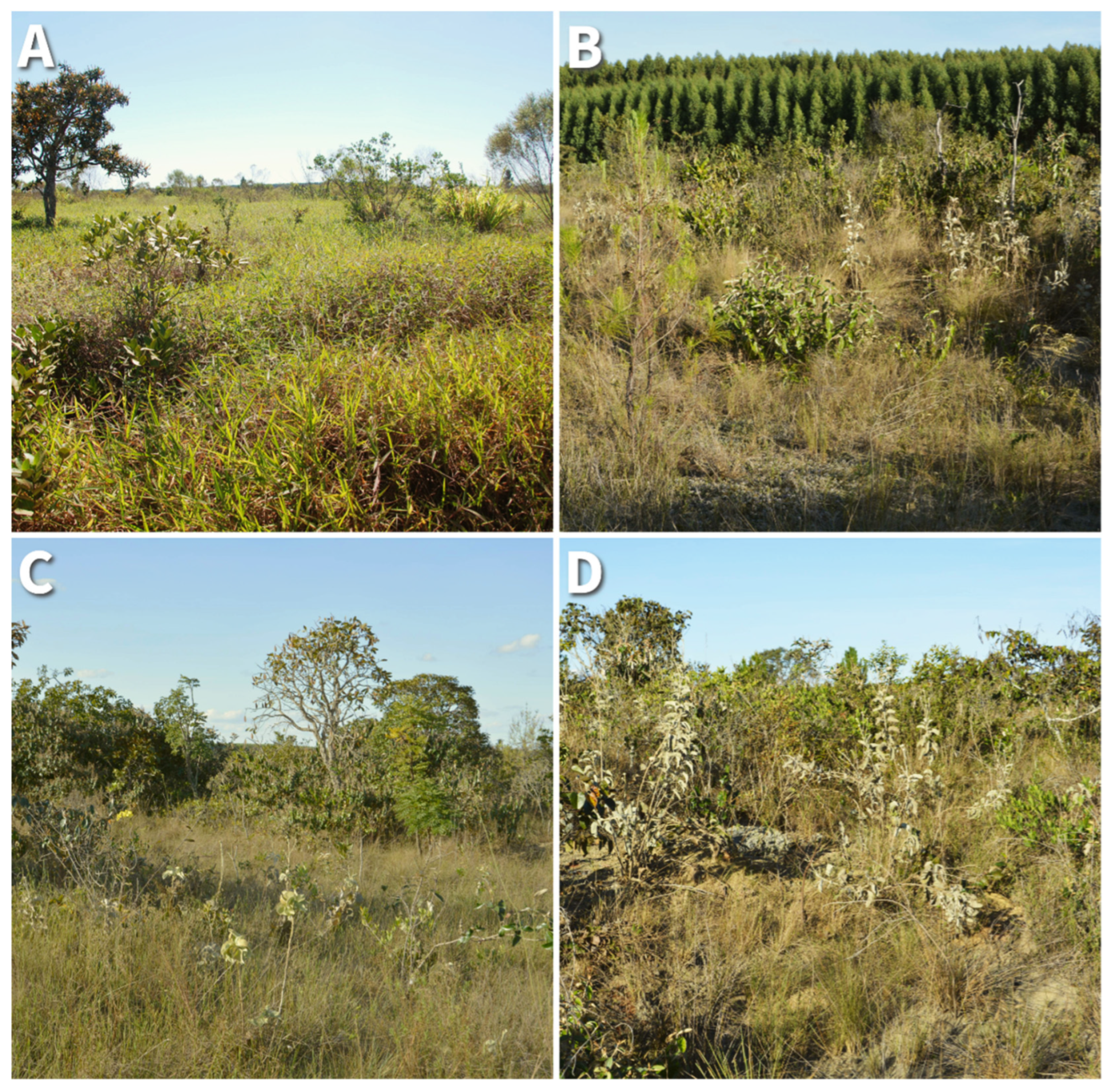 Forests 17 00086 g001 Forests 17 00086 g001
