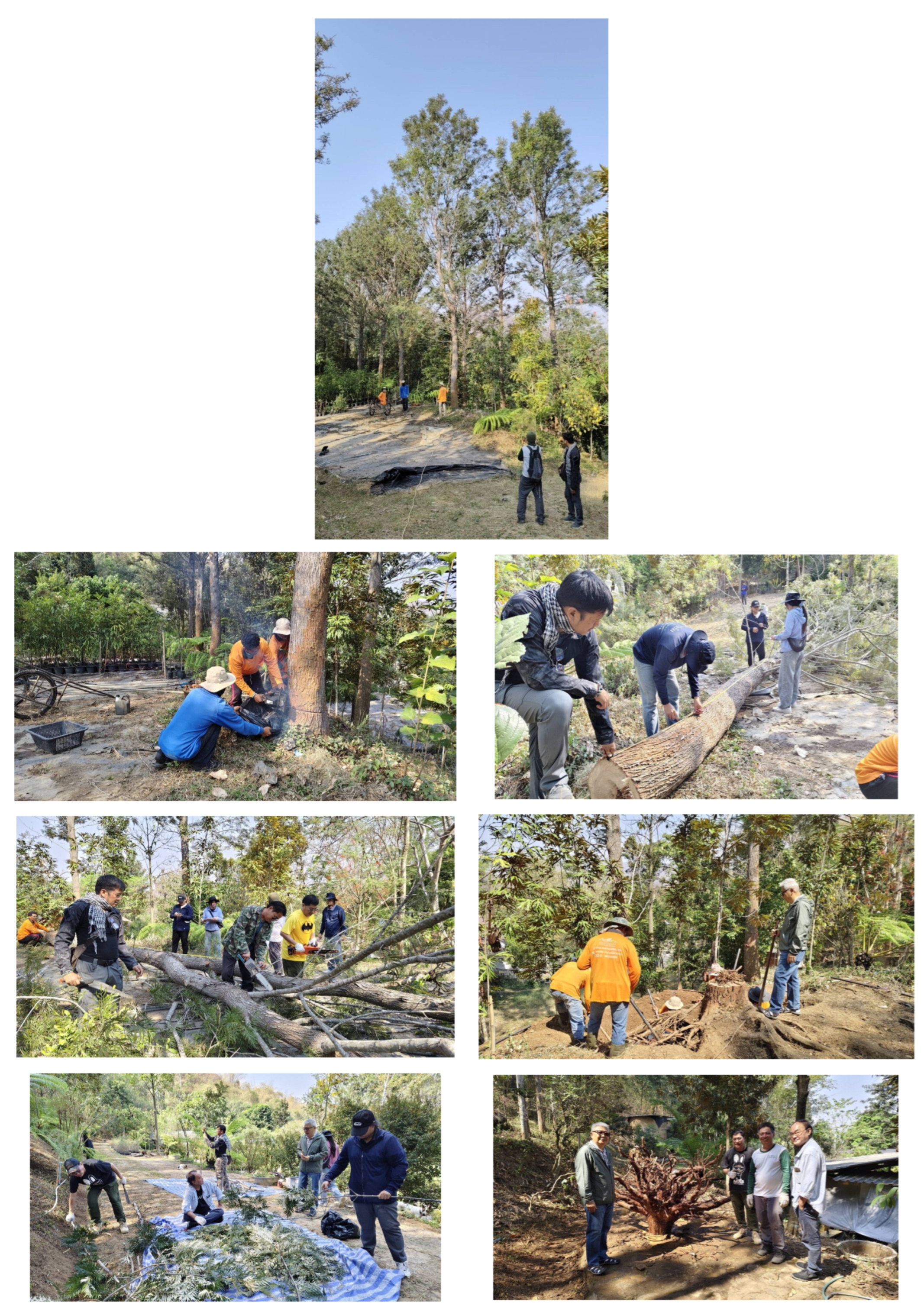 Forests 17 00100 g002 Forests 17 00100 g002