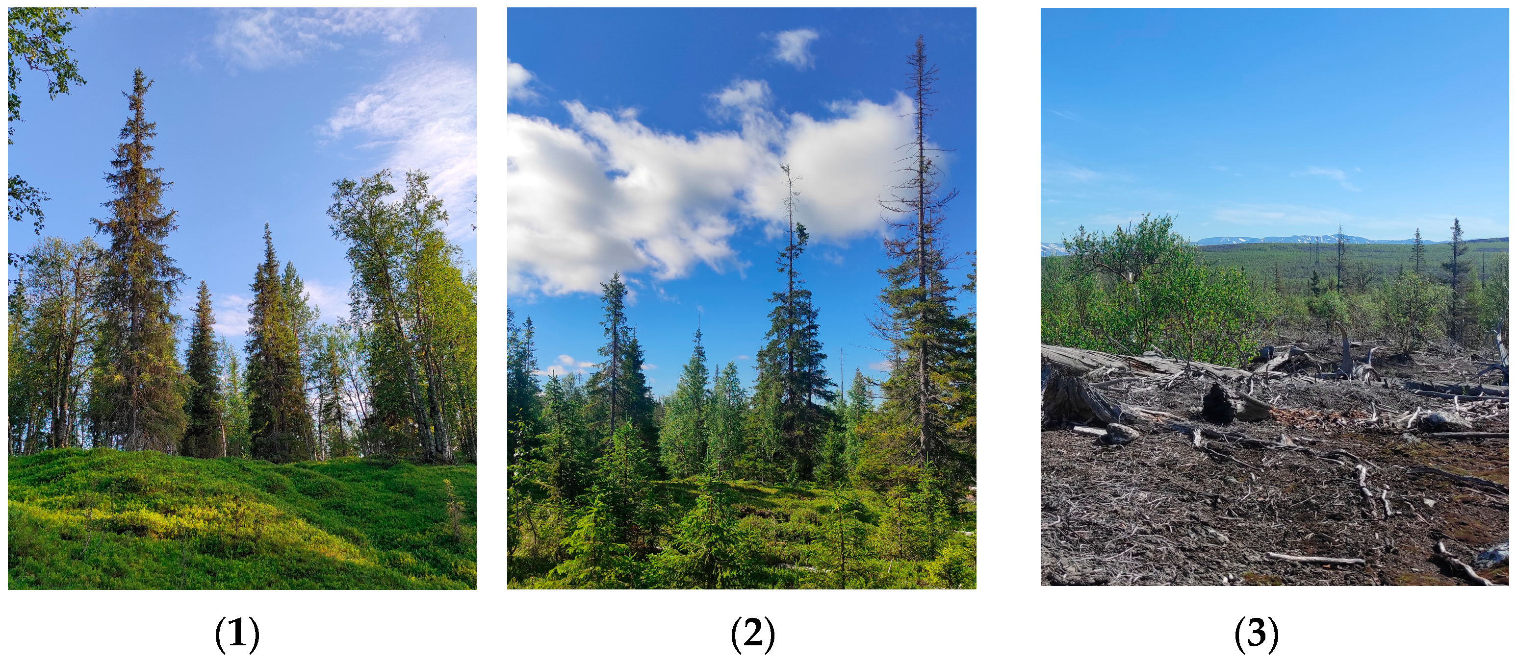 Forests 17 00147 g002a Forests 17 00147 g002a