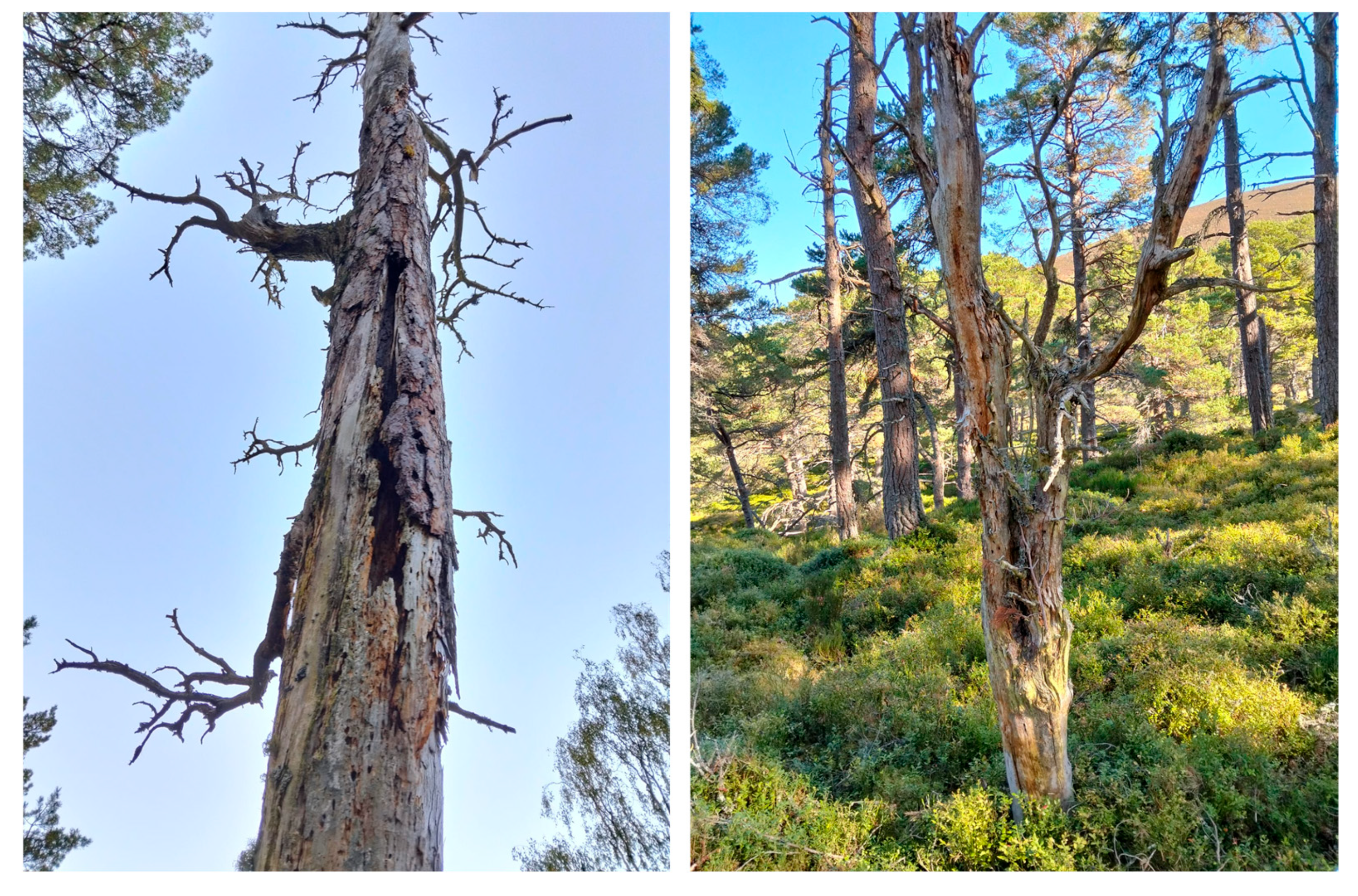 Forests 17 00168 g004