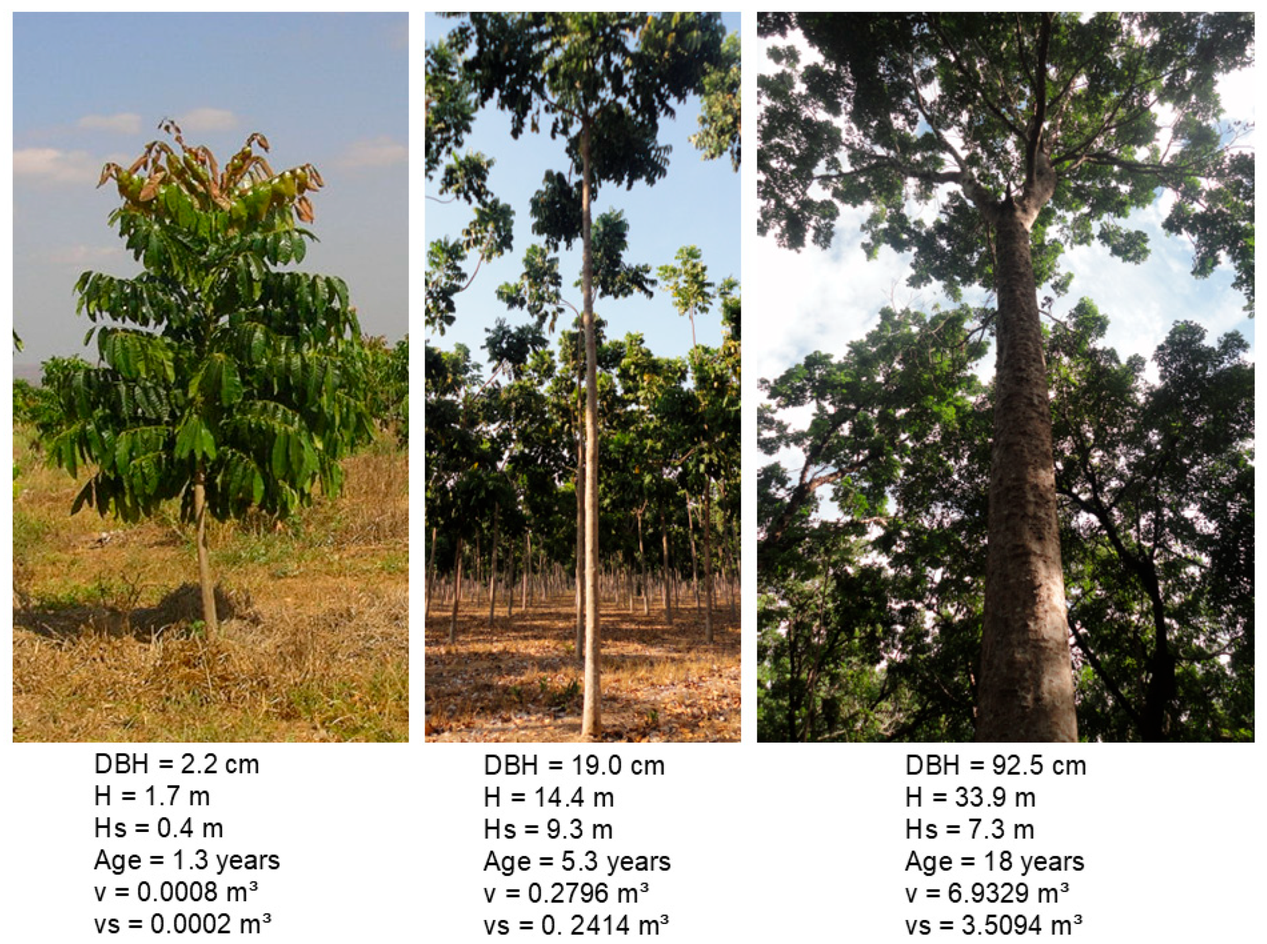 Forests 17 00237 g002b