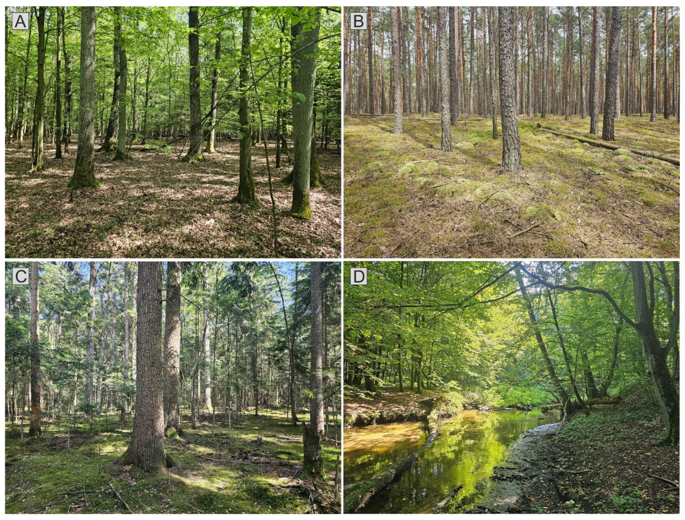 Forests 17 00321 g002