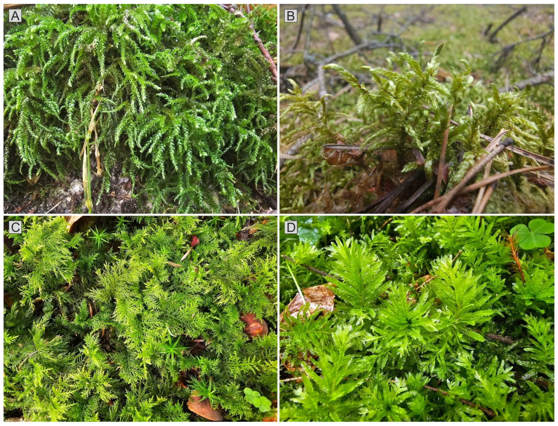 Forests 17 00321 g003